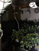 <b>非法大麻屋 杏3沐鸣平台房東賠錢</b>